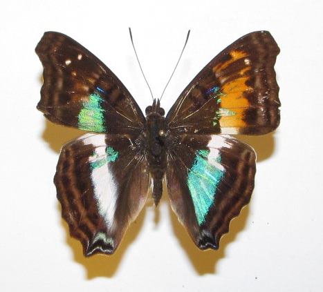 Doxocopa lavinia gynandromorph from Tingo Maria Peru (Internet Image property of respective owner, non-commercial use only)